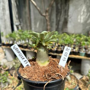 2603 15 Arabicum Wrangler F3