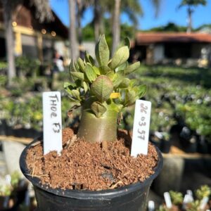 2603 57 Arabicum Czar f3