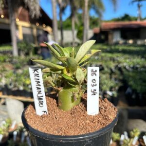 2603 54 Arabicum Kilimanjaro F3