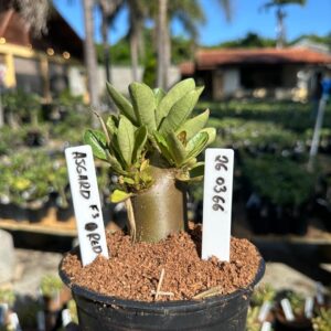 2603 66 Arabicum Asgard F3