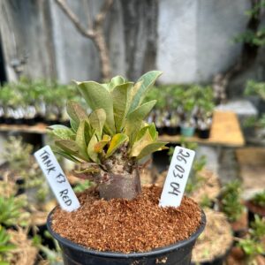 2603 04 Arabicum Tank black f3