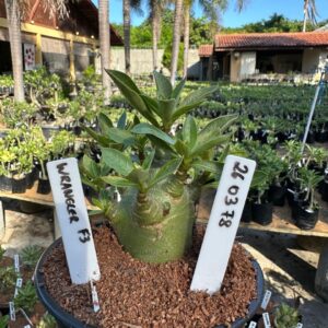 2603 78 Arabicum Wrangler F3