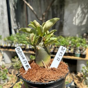 2603 12 Arabicum Rubicon F3