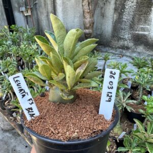 2603 29 Arabicum Leviatã F3