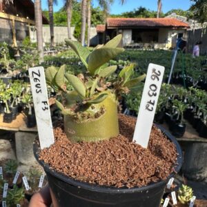 2603 72 Arabicum Zeus f3