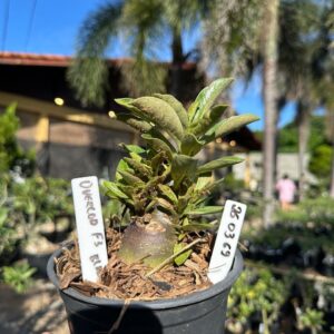 2603 69 Arabicum Overload F3