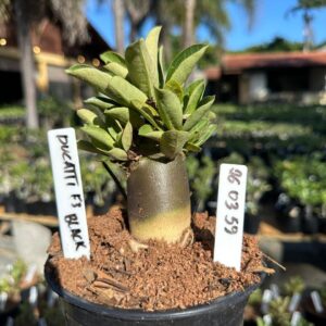 2603 59 Arabicum Ducatti f3