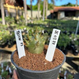 2603 77 Arabicum Tyson F3