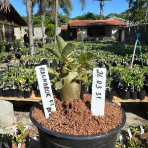 2603 31 Arabicum Ragnarok F3