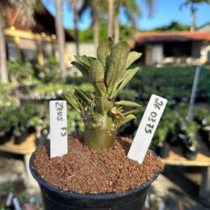 2603 75 Arabicum Zeus f3