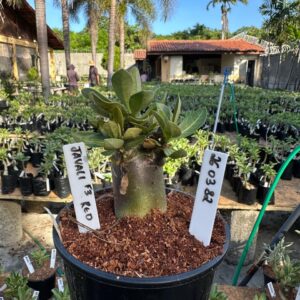 2603 82 Arabicum Javali Red f3