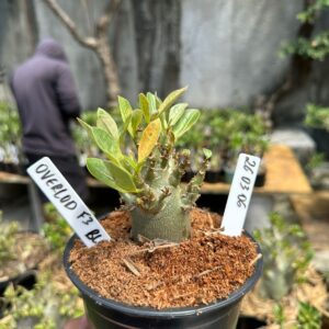 2603 06 Arabicum Overload F3