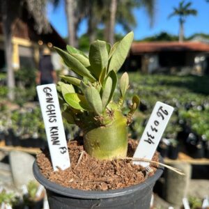 2603 34 Arabicum Genghis Khan F3