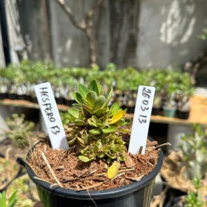 2603 13 Arabicum Hesfero F3