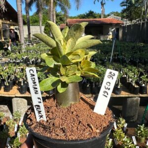 2603 61 Arabicum Cadman F3