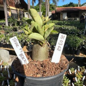 2603 62 Arabicum Thor F3