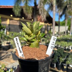 2603 71 Arabicum Megalodonte F3