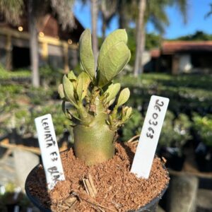 2603 63 Arabicum Leviatã  F3