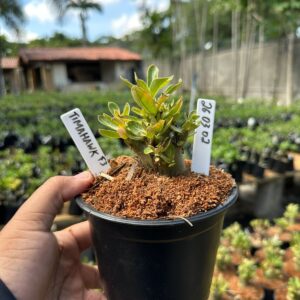 2603 02 Arabicum Tomahawk F3