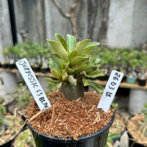 2603 18 Arabicum Jurassic F3