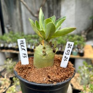 2603 23 Arabicum Hulk F3