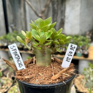 2603 22 Arabicum Spartacus F3