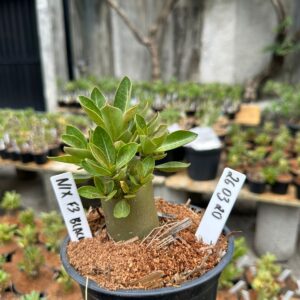 2603 20 Arabicum Nix F3