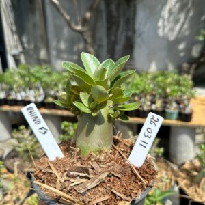 2603 11 Arabicum Rhino F3