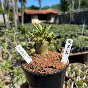 2603 126 Arabicum Asgard F3