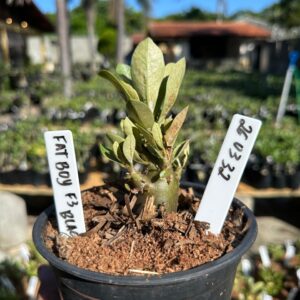 2603 33 Arabicum Fat boy F3