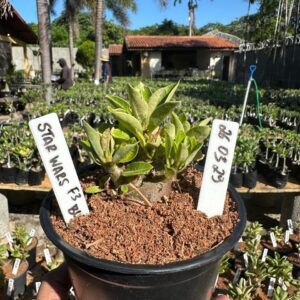 2603 29 Arabicum Star wars F3