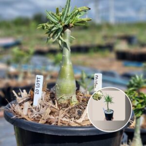 1103 02 Baobá Baby Crispum White