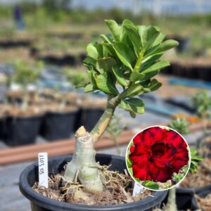 1103 03 Baobá Baby Amor de Mãe