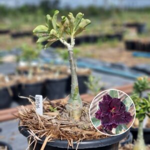 1103 05 Baobá Baby Ceu Estrelado Variegata