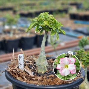 1103 40 Baobá Baby Bridal Buquê