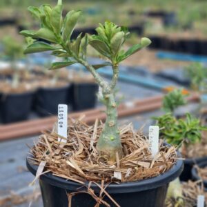 1103 04 Baobá Baby Céu Estrelado