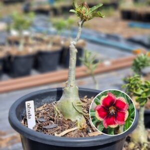 1103 09 Baobá Baby Capixaba