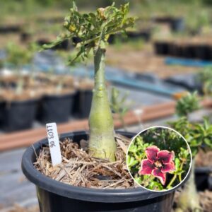 1103 06 Baobá Baby Grape Essence