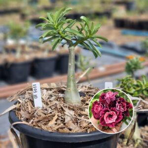 1103 40 Baobá Baby Saturno