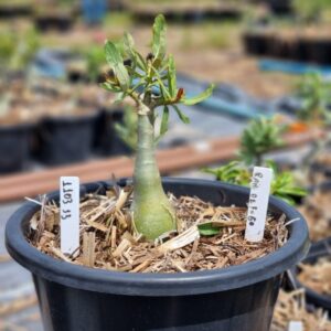 1103 33 Baobá Baby Raio de Fogo