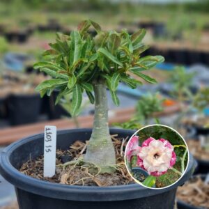 1103 15 Baobá Baby Artemisia