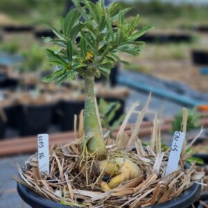 1103 36 Baobá Baby Cn15