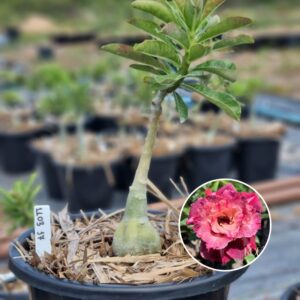 1103 47 Baobá Baby Mei xiang