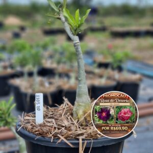 1103 20 Baobá Baby Marigold