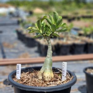 1103 21 Baobá Baby Mexirica