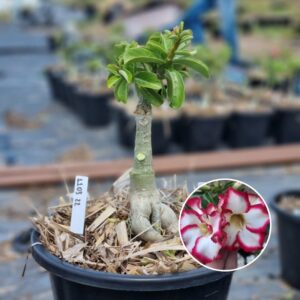 1103 22 Baobá Baby Star Style