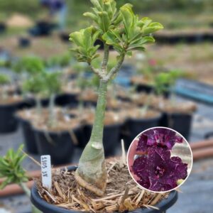 1103 38 Baobá Baby Céu Estrelado