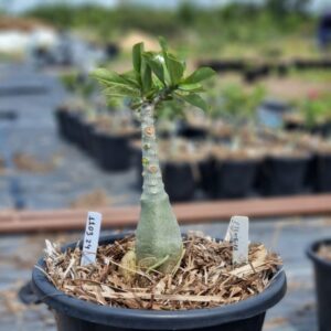 1103 24 Baobá Baby Mexirica