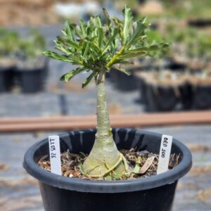 1103 26 Baobá Baby Brd 100