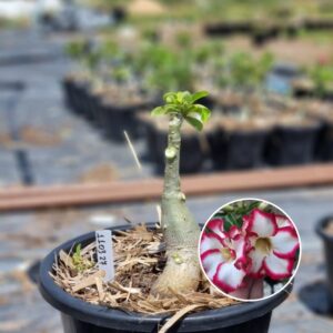 1103 27 Baobá Baby Star Style